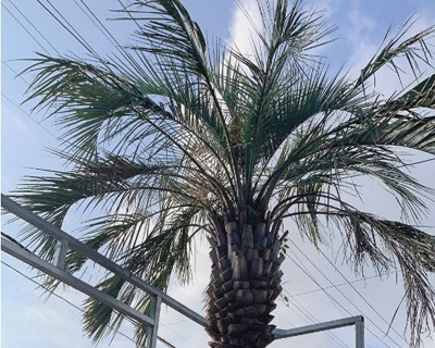 川内造園 ヤシの木